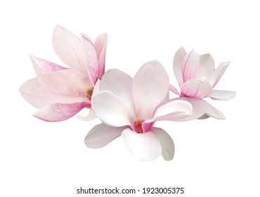 magnolia flower spring isolate white