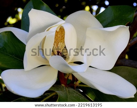 Magnolia is a flower of timeless beauty