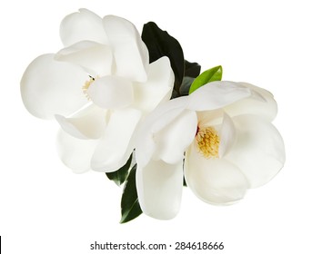 Magnolia Flower White Magnolias Floral Flowers