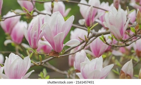 Magnolia Flowering Tree Blossom With White And Pink Petals Swaying In Gentle Wind