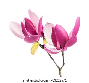 magnolia flowers isolated on white background