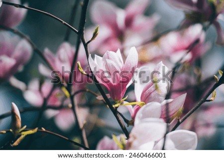 Similar – Magnolienzweige mit Magnolienblüten