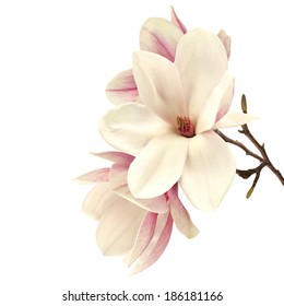 magnolia flowers and white space 