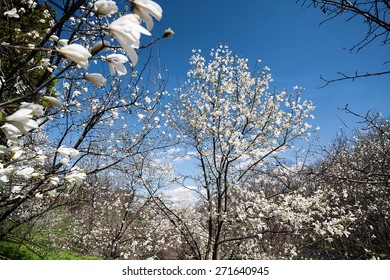 Magnolia garden, abstract natural landscape for your design