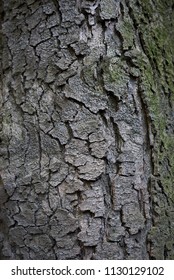 Magnolia Grandiflora Bark