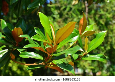 Magnolia Grandiflora (Southern Magnolia) Branch With Fresh Green  Leaves