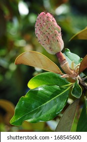 Magnolia Grandiflora (Southern Magnolia) Branch With Fruit