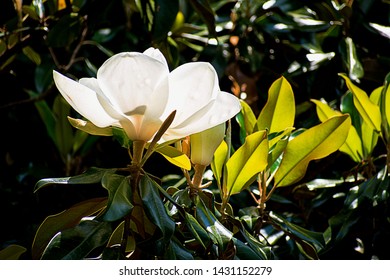 Magnolia Grandiflora. Southern Magnolia Or Bull Bay. Tree With Big White Flower.