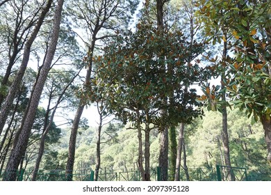 Magnolia Grandiflora (southern Magnolia Or Bull Bay) Tree 