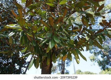 Magnolia Grandiflora (southern Magnolia Or Bull Bay) Leaves On Tree 