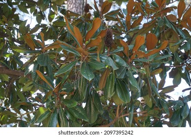 Magnolia Grandiflora (southern Magnolia Or Bull Bay) Leaves On Tree 