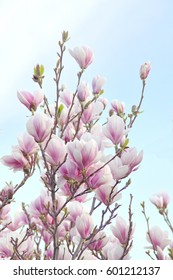 Magnolia Grandiflora,  Southern Magnolia, Bull Bay, Southern Magnolia