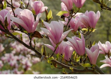 48 imágenes de Magnolia heaven scent - Imágenes, fotos y vectores de stock  | Shutterstock