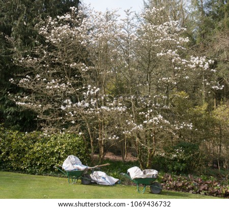 Magnolia kobus (Northern Japanese Magnolia) Tree in a Country Cottage Garden in Rural Devon, England, UK