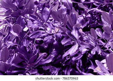 Magnolia Leaves Painted In Ultra Violet Demonstration Color  2018 Pantone