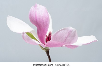 Magnolia liliiflora flower, Lily magnolia flower on gray background, Purple magnolia flower