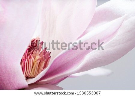 Similar – Close-Up Details Of Pink Tulip Flower