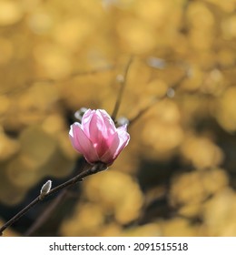 Magnolia Liliiflora Is A Small Tree Native To Southwest China