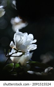 Magnolia Liliiflora Is A Small Tree Native To Southwest China