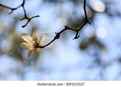 Magnolia Liliiflora Is A Small Tree Native To Southwest China