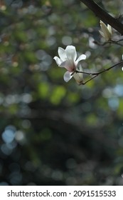 Magnolia Liliiflora Is A Small Tree Native To Southwest China