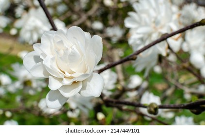 Magnolia Mag's Pirouette blooming white in botany in Poland. Tet