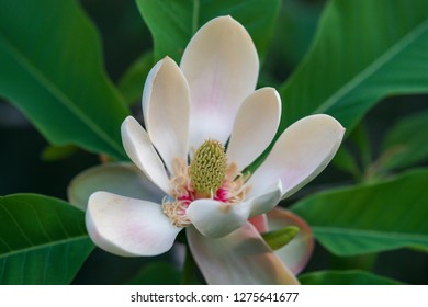 Magnolia Officinalis Tree, A Plant Belong To Magnoliaceae Family .