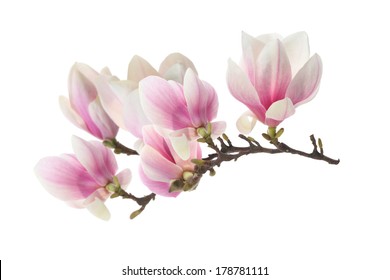 Magnolia Branch Isolated On White Background Stock Photo 1909548907 ...