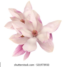  magnolia open flowers isolated on white background