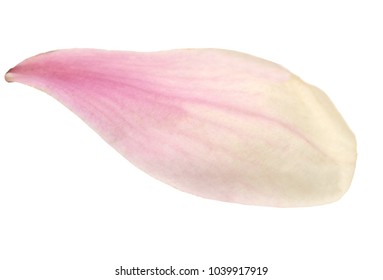 A Magnolia Petal Flower