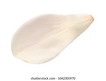 A Magnolia Petal Isolated