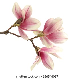 Similar Images, Stock Photos & Vectors of Beautiful Pink Spring