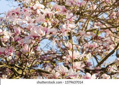 Magnolia In Seattle