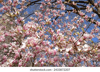 Magnolia soulangeana (Magnolia denudata - Magnolia liliiflora), saucer magnolia, in Central Park, New York City. Spring sunny day - Powered by Shutterstock