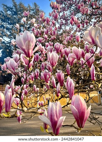 Magnolia soulangeana, also known as the Saucer Magnolia or Chinese Magnolia, is a striking variety, perfect for adding character and elegance to smaller gardens.