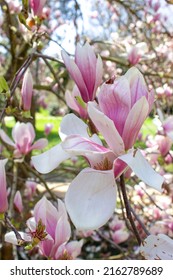 Magnolia Soulangeana is a species of flowering plants belonging to the genus Magnolia  of the Magnolia family (Magnoliaceae). The flowers are white-pink, cup-shap