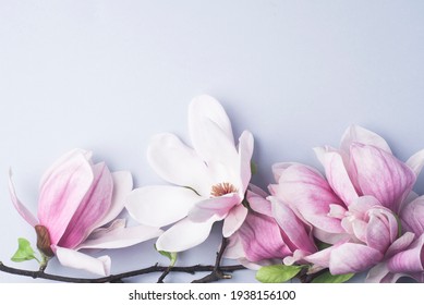 Magnolia springtime minimalistic still life. Beautiful pink magnolia flowers on the soft blue background, copy space. Wedding stationery mock-up scene