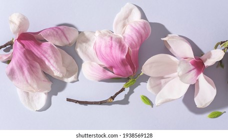 Magnolia springtime minimalistic still life or internet banner. Beautiful pink magnolia flowers on the soft blue background