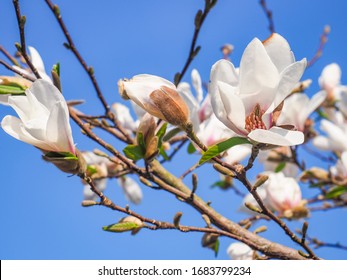 Magnolia Stellata 