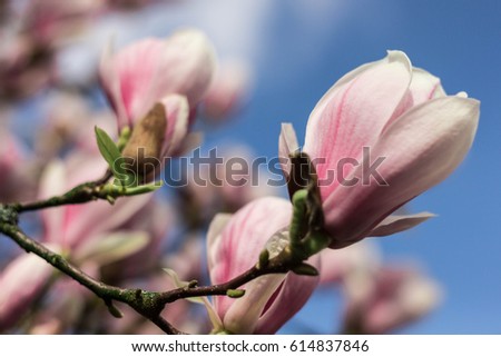 Magnolia Tree Stock foto © 