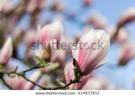 Magnolia Tree Stock foto © 