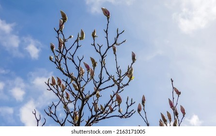 60 Magnolia Time Lapse Images, Stock Photos & Vectors | Shutterstock