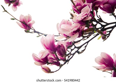 Magnolia Tree Blooms With White Background