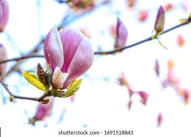 Magnolia Tree Blossom Blooming, Seattle Washington