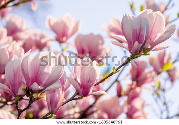 4,134 Magnolia Stamen Images, Stock Photos & Vectors | Shutterstock