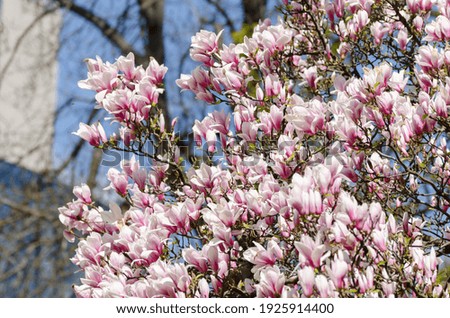 Similar – Image, Stock Photo Magnolia flowers with purple blossom on white