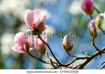 Similar – Image, Stock Photo Magnolia flowers with purple blossom on white