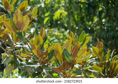 Magnolia Tree Branches And Yellowing Leaves.