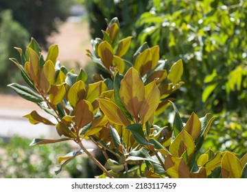 Magnolia Tree Branches And Yellowing Leaves.