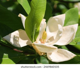 Magnolia tree flower is a large genus of about 210 flowering plant species in the subfamily Magnolioideae of the family Magnoliaceae. It is named after French botanist Pierre Magnol. - Powered by Shutterstock